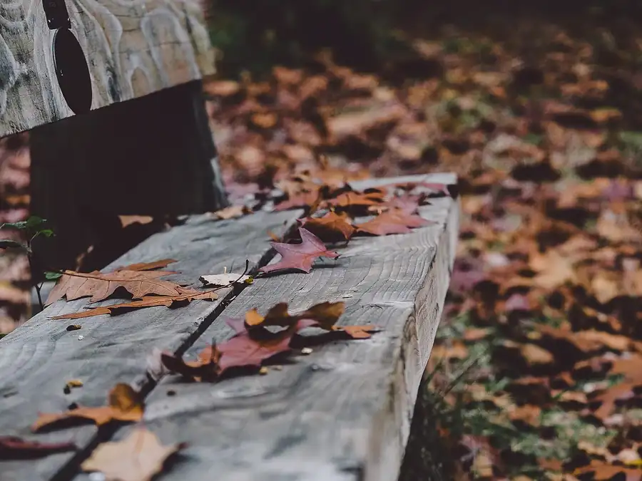 An old timber bench under a scatter of red and brown autumn leaves
