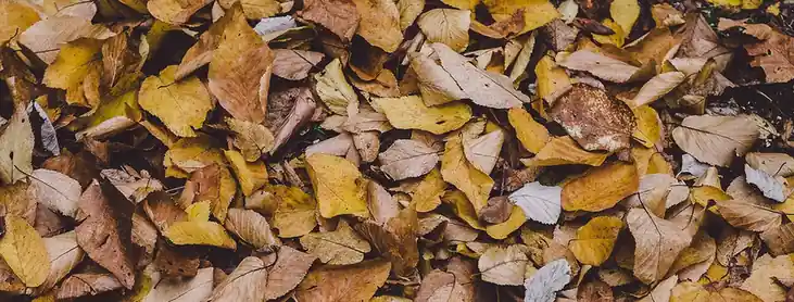 Fallen leaves in copper, gold and brown covering the ground, seen from above